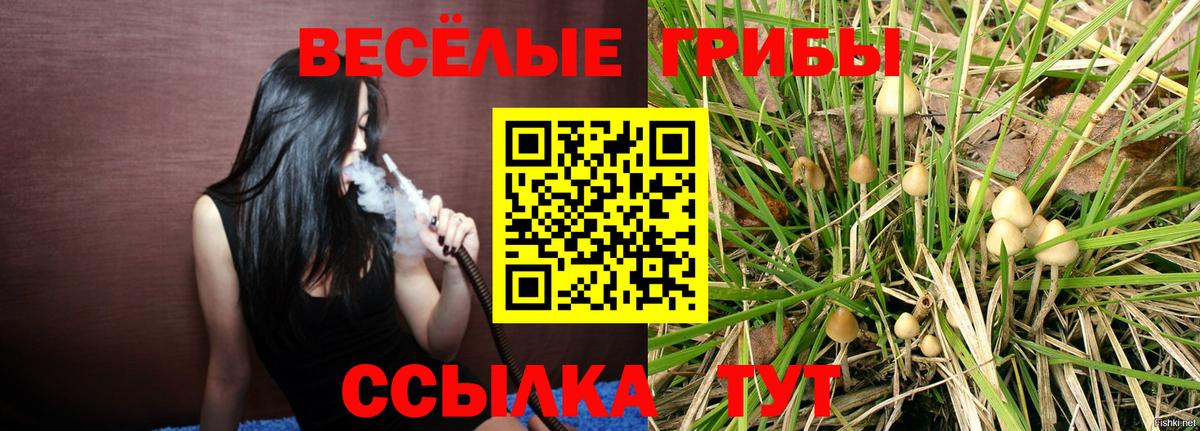 Псилоцибиновые грибы Cubensis  Боровичи 