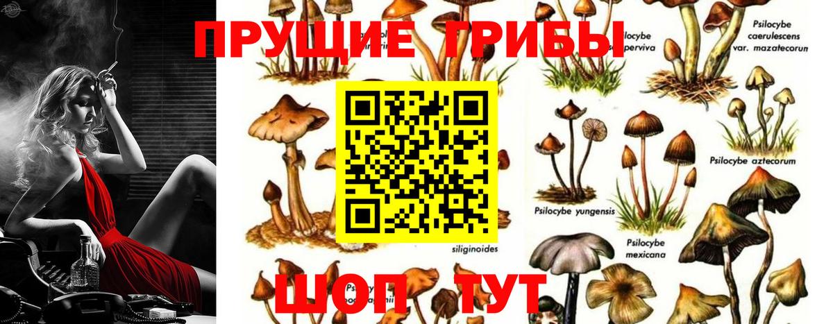 Галлюциногенные грибы Psilocybe Боровичи